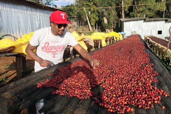 ethiopia coffee cherries sun-dried