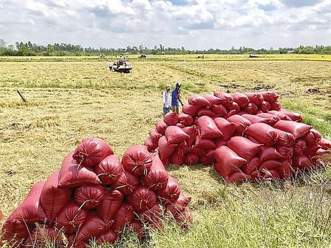 Gạo Việt có cơ hội “đoạt ngôi” gạo Thái Lan