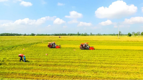 Chú trọng xuất khẩu gạo chất lượng cao