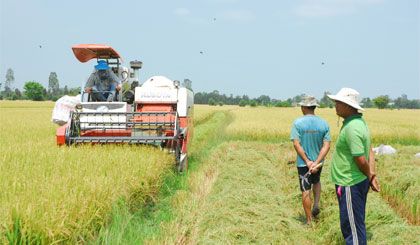 Xây dựng Cánh đồng lớn kiểu mẫu