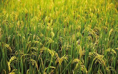 Giá gạo Việt Nam đi xuống do nhu cầu từ Trung Quốc giảm mạnh