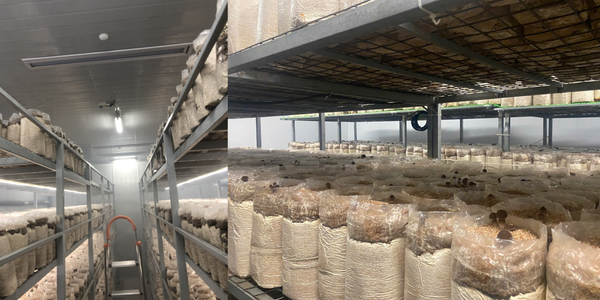 Cảm biến đo nồng độ khí CO2 ES-CO2-01 (RS485 | 4-20mA | 0-10V)