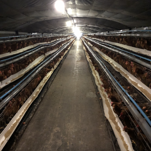 Cảm biến đo nồng độ khí CO2 ES-CO2-01 (RS485 | 4-20mA | 0-10V)