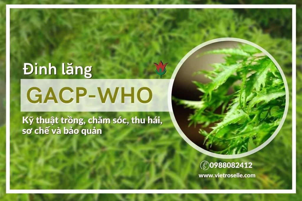 TIÊU CHUẨN GACP-WHO: KỸ THUẬT TRỒNG, CHĂM SÓC, THU HÁI, SƠ CHẾ VÀ BẢO QUẢN CÂY ĐINH LĂNG