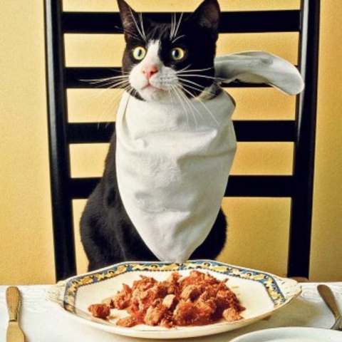 Tổng hợp những Sai lầm cho mèo ăn mà bạn cần tránh