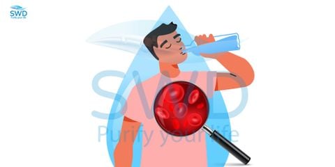 Uống Nhiều Nước Có Làm Loãng Máu? Sự Thật Bạn Cần Biết Trước Khi Uống Quá Nhiều
