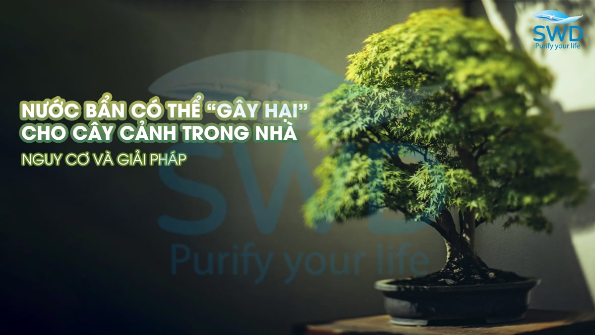 Nước Bẩn Có Thể “Gây Hại” Cho Cây Cảnh Trong Nhà – Nguy Cơ và Giải Pháp