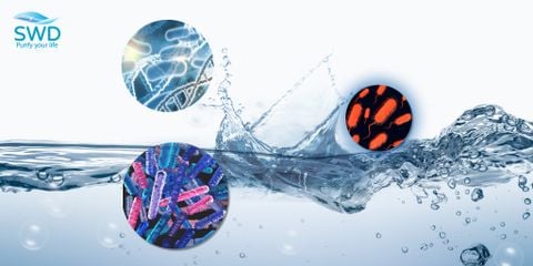 Vi khuẩn Coliform trong nước sinh hoạt: Hiểm họa tiềm ẩn và cách nhận biết