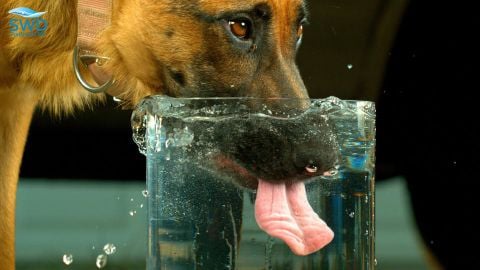 Lý do thú cưng cần uống nước sạch