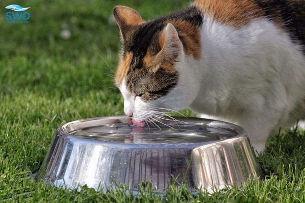 mèo uống bát nước