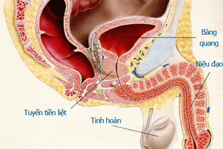 Chấn thương niệu đạo