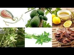 6 bài thuốc trị sỏi mật hiệu quả tại nhà từ thiên nhiên