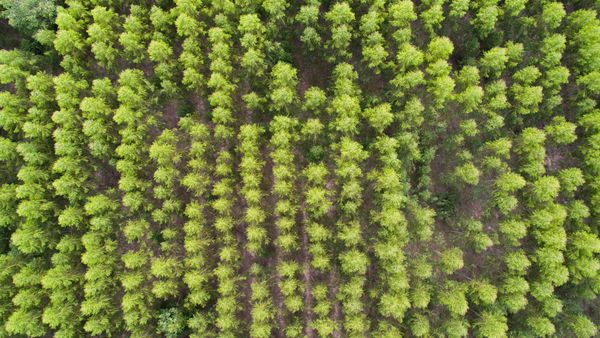 The Benefits of Choosing an FSC® Certified Wooden Toy Manufacturer