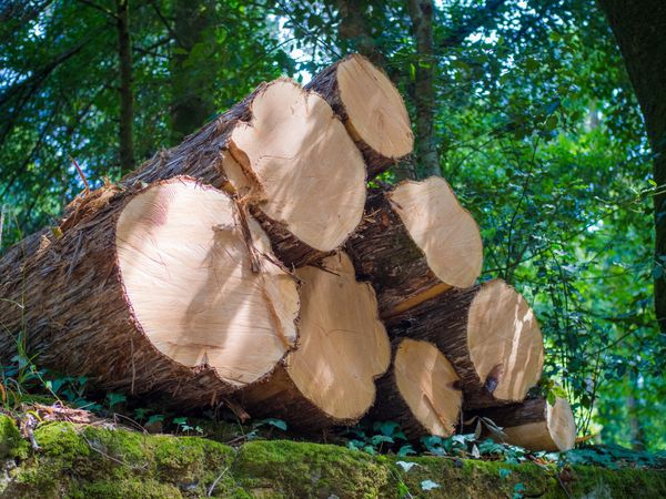 FSC® CERTIFICATION FOR GLOBAL ENVIRONMENT