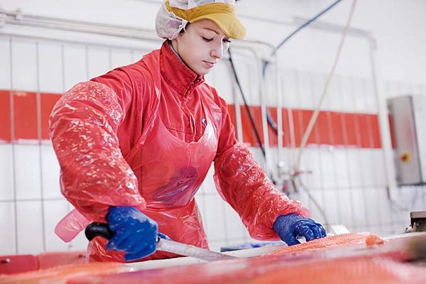 cá hồi nauy cá hồi nauy