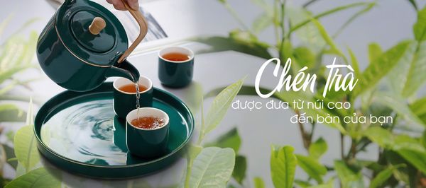 Tìm hiểu về Chè Shan Tuyết Cổ Thụ tại Việt Nam