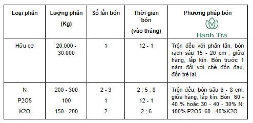 Kỹ thuật trồng chăm sóc và thu hoạch chè