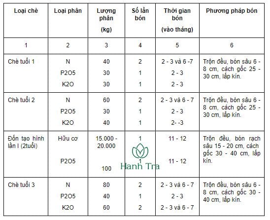 Kỹ thuật trồng chăm sóc và thu hoạch chè