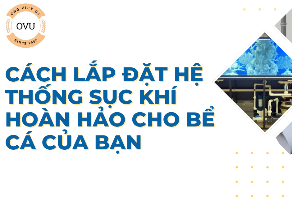 Cách lắp đặt hệ thống sục khí hoàn hảo cho bể cá của bạn