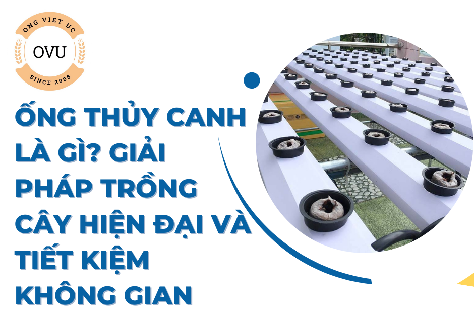 Ống thủy canh là gì? Giải pháp trồng cây hiện đại và tiết kiệm không gian