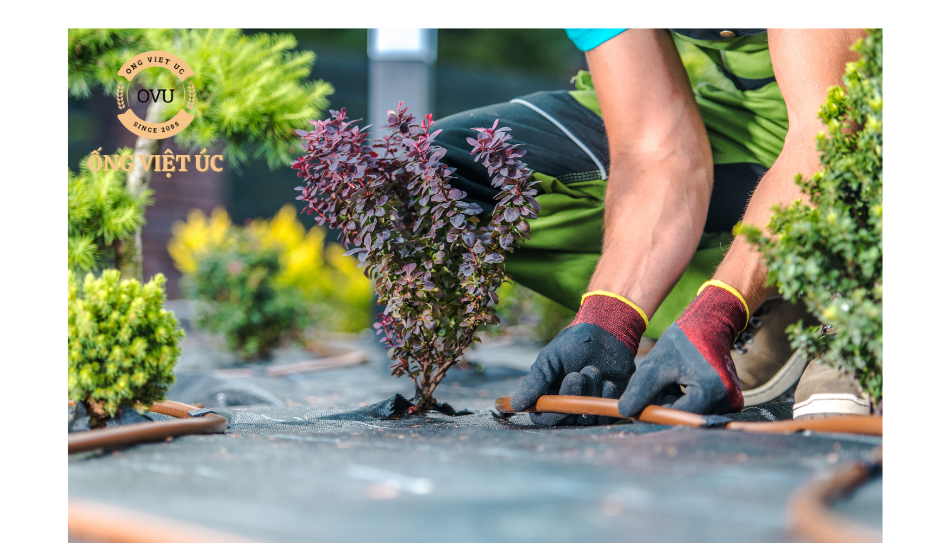 Hướng Dẫn Từng Bước Cách Lắp Hệ Thống Tưới Nhỏ Giọt Tự Động Tại Nhà