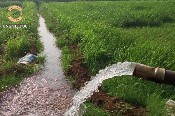 Hướng dẫn lắp đặt hệ thống ống PVC dẫn nước ruộng lúa