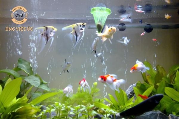 Ống sục khí - Giải pháp tối ưu cho hồ cá cảnh