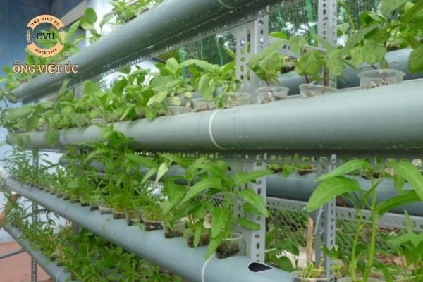 Cách làm ống nhựa trồng rau thủy canh đơn giản và hiệu quả