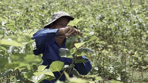 Nông trại Organic Đan Ngọc - Đan Ngọc