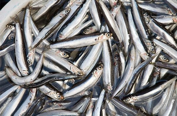  Nước mắm cá cơm mua ở đâu