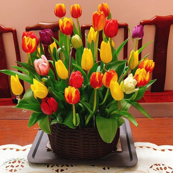  Đặc điểm của Hoa Tulip