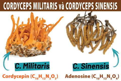 Cordyceps Sinensis và Cordyceps Militaris