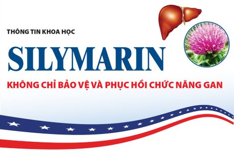 Silymarin – Không Chỉ Bảo Vệ Và Phục Hồi Chức Năng Gan