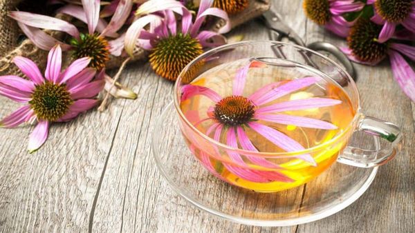 Echinacea (Chi Hoa nón) trị bệnh cảm cúm tại nhà