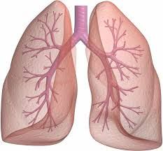Các dấu hiệu nhận biết viêm phổi ở trẻ sơ sinh