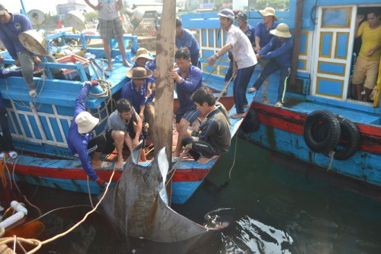 Ngư dân Lý Sơn đánh bắt được 2 con cá nặng hơn 1 tấn