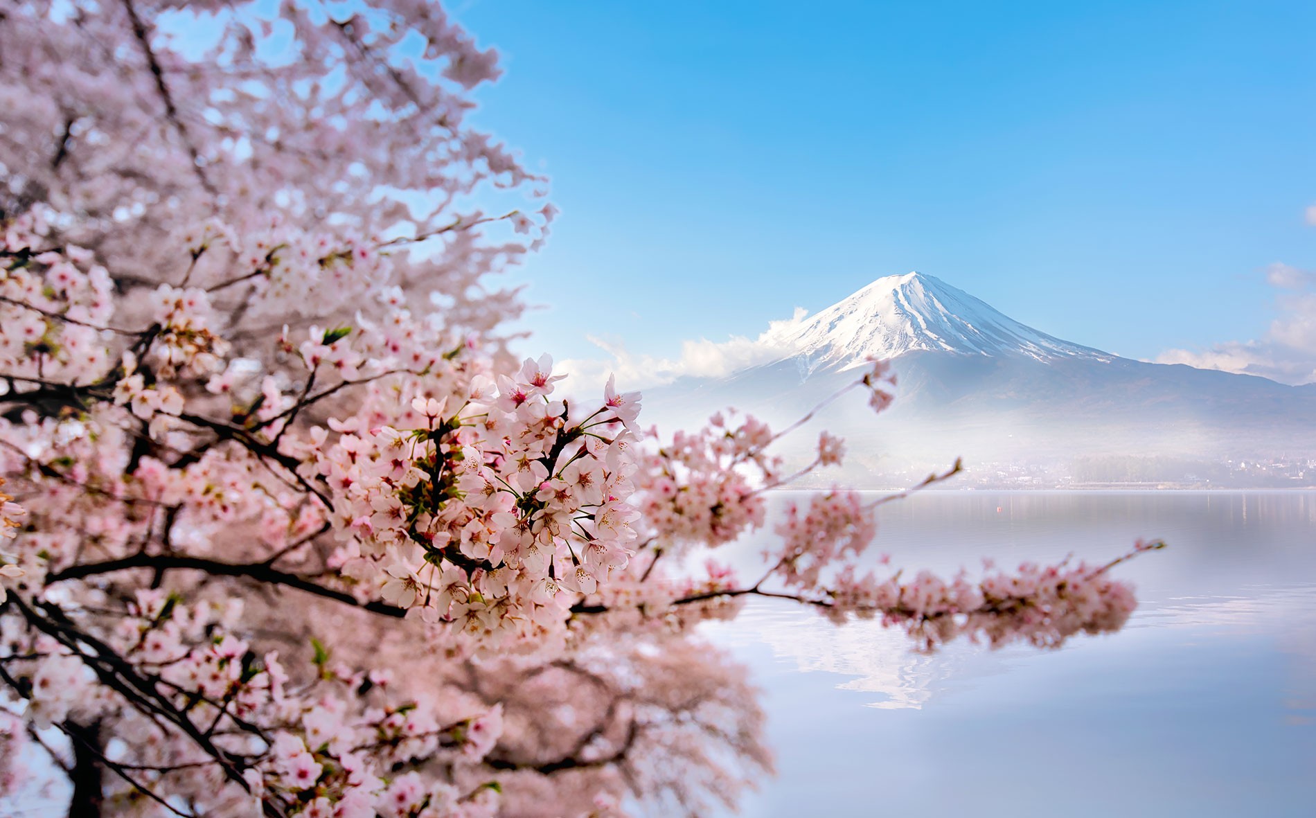 Vé máy bay hãng hàng không All Nippon Airways