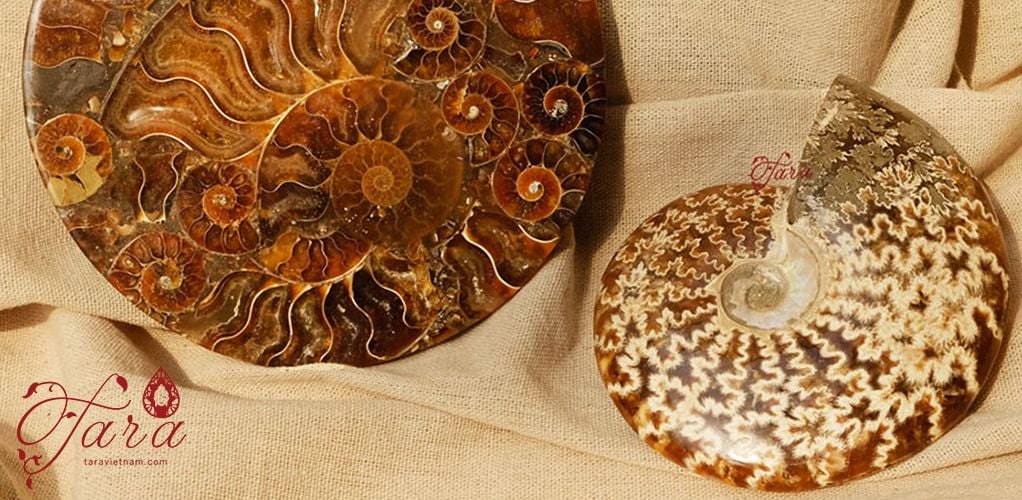 Ammonite và Ammolite - Tuyệt Tác của Thời Gian