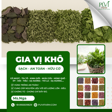 PUVINA CUNG CẤP SỈ & XUẤT KHẨU: TÍA TÔ, KINH GIỚI, NGẢI CỨU KHÔ...CÂY GIA VỊ SỐ LƯỢNG LỚN