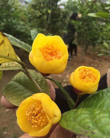 MỜI HỢP TÁC BAO TIÊU ĐẦU RA CHO HỢP TÁC XÃ NÔNG NGHIỆP HỮU CƠ.