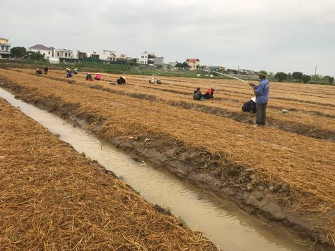 PUVINA Stevia - The Natural Solution for the Global Food and Beverage Industry!