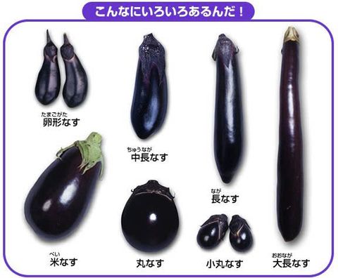 CÀ TÍM NHẬT BẢN (GIỐNG SENRYOU) - VIP - PUVI FARM