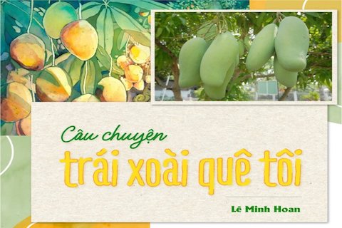 CÂU CHUYỆN TRÁI XOÀI QUÊ TÔI