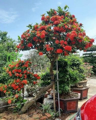 Cách trồng và chăm sóc hoa mẫu đơn - Khám phá bí quyết làm đẹp cho khu vườn của bạn