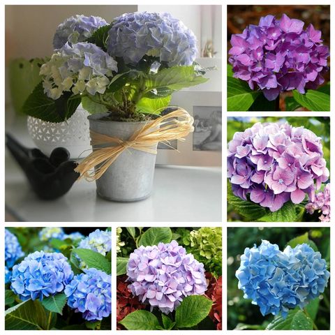 Hướng Dẫn Chăm Sóc Cây Hoa Cẩm Tú Cầu - Để Có Những Đóa Hoa Màu Sắc Rực Rỡ