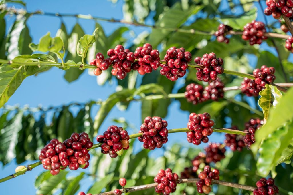 CÀ PHÊ HỮU CƠ LÀ GÌ? CÀ PHÊ HỮU CƠ CÓ TỐT CHO SỨC KHỎE KHÔNG?