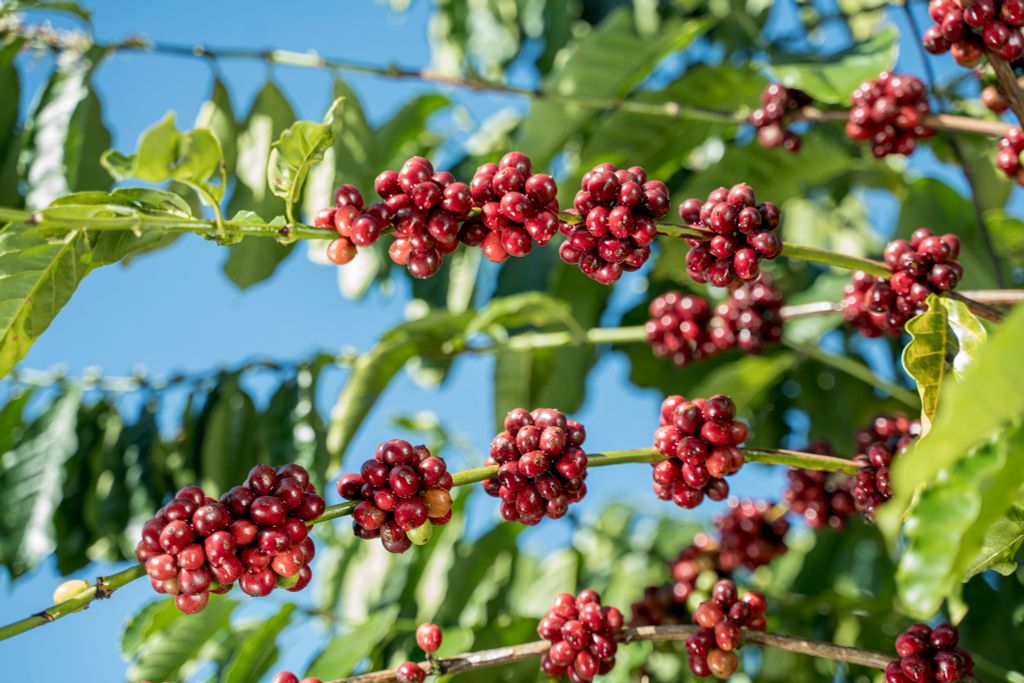 Cà phê hữu cơ là gì? Cà phê hữu cơ có tốt cho sức khỏe không?