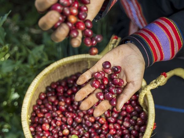 TOP 5 LỢI ÍCH VÀNG CỦA CÀ PHÊ HỮU CƠ VỚI SỨC KHỎE BẠN VÀ GIA ĐÌNH