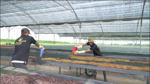 Vinh Hiep Company develops organic coffee