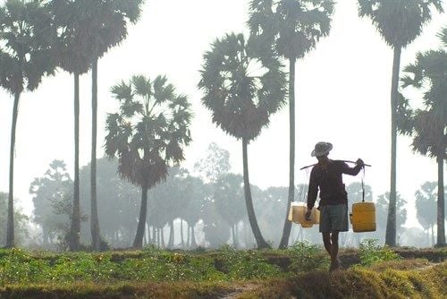 Nước thốt nốt tươi khai thác như thế nào?